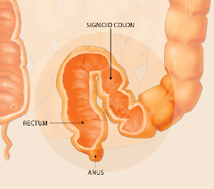 Anterior diagram of the colon and rectum