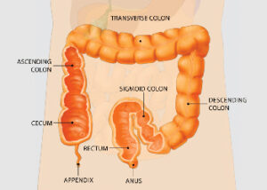 Diagram of human intestine system