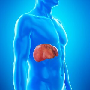 liver graphic