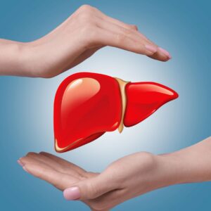liver illustration