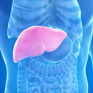 liver graphic