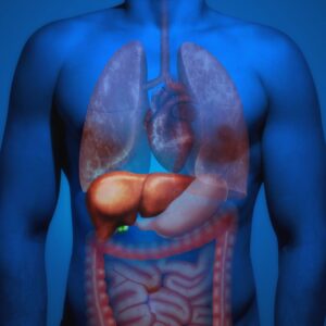 liver in the human body