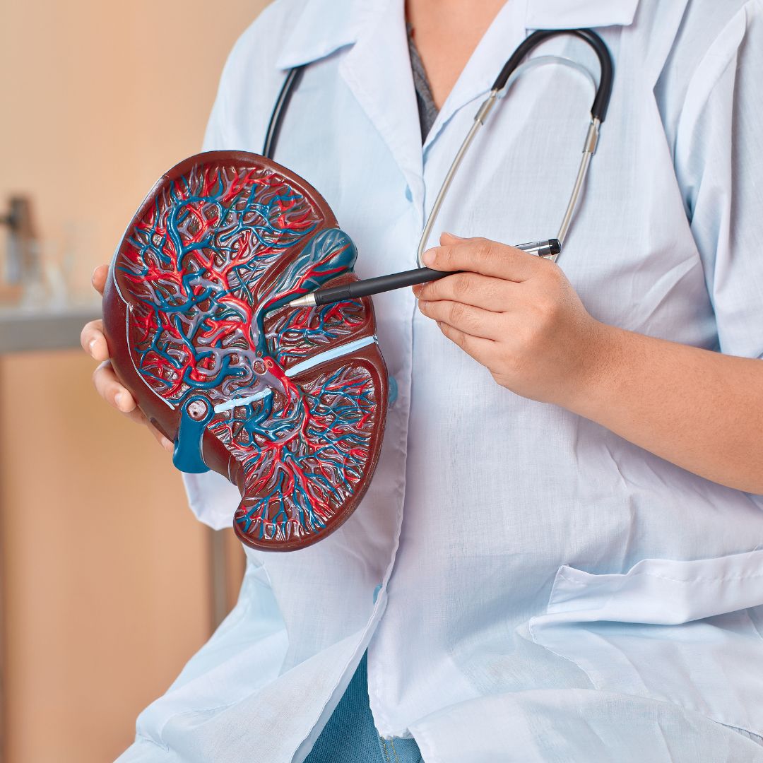 doctor with model of liver